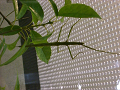 CIMG0044_thumb.png