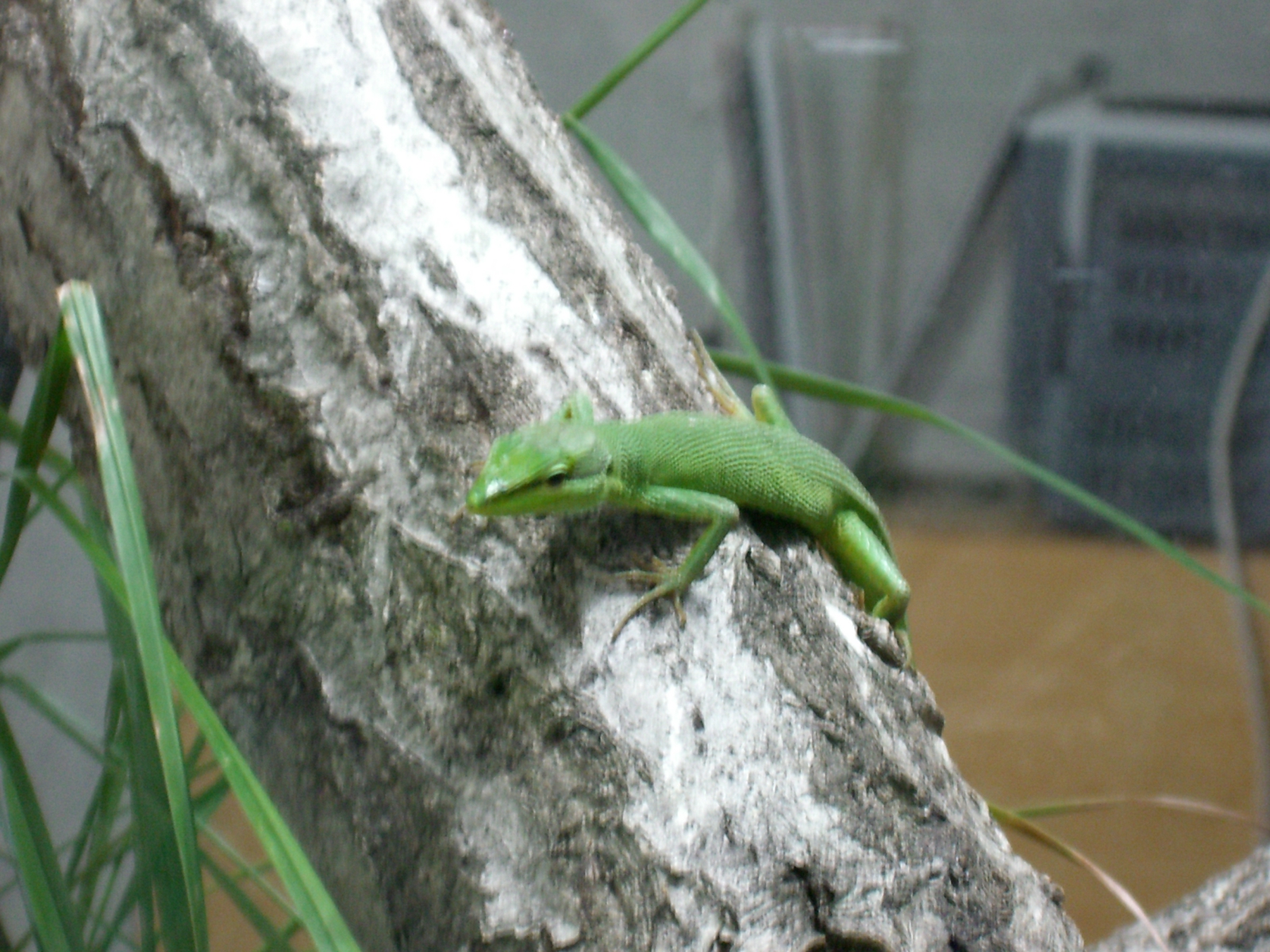CIMG0047.JPG