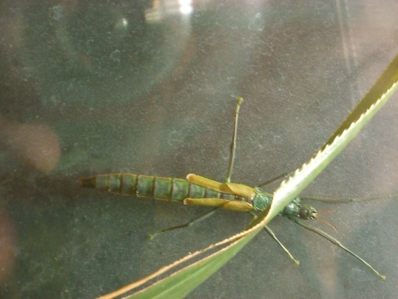 CIMG0054.JPG