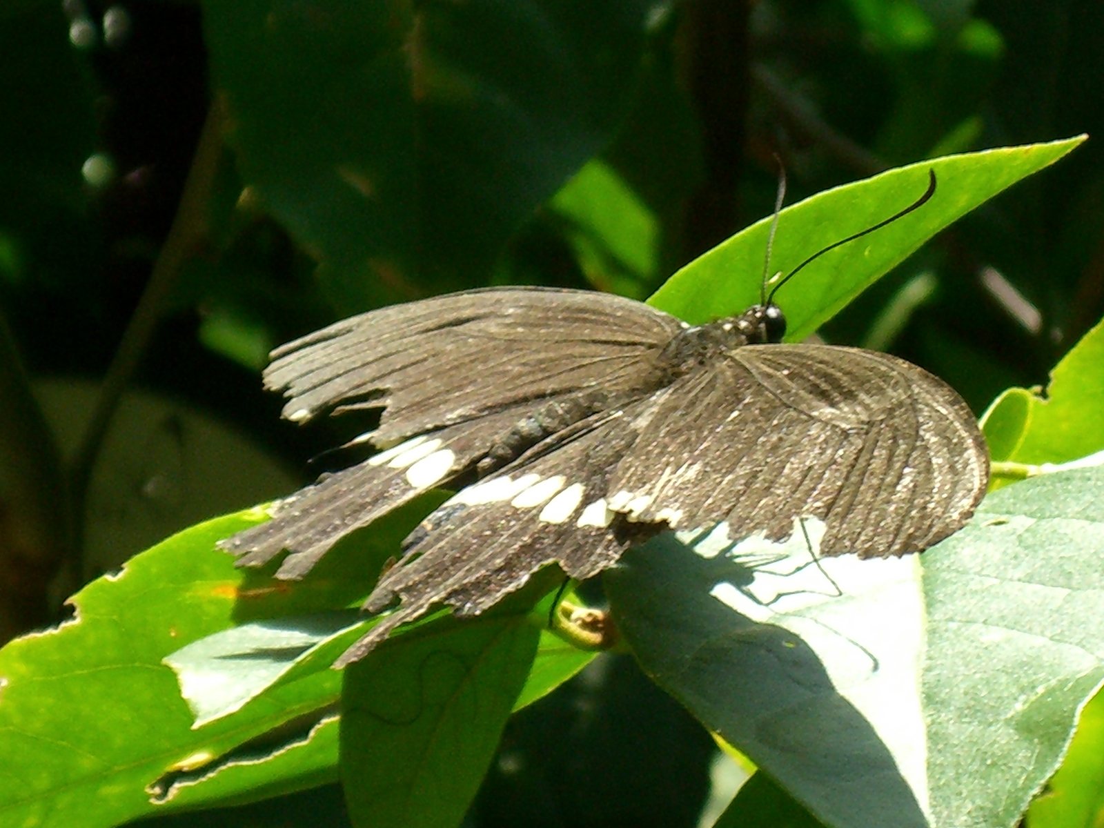 CIMG0056.JPG