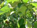 CIMG0057_thumb.png