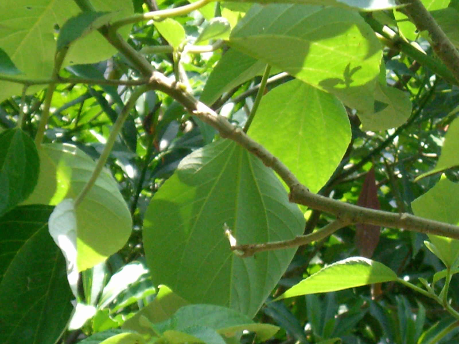 CIMG0059.JPG