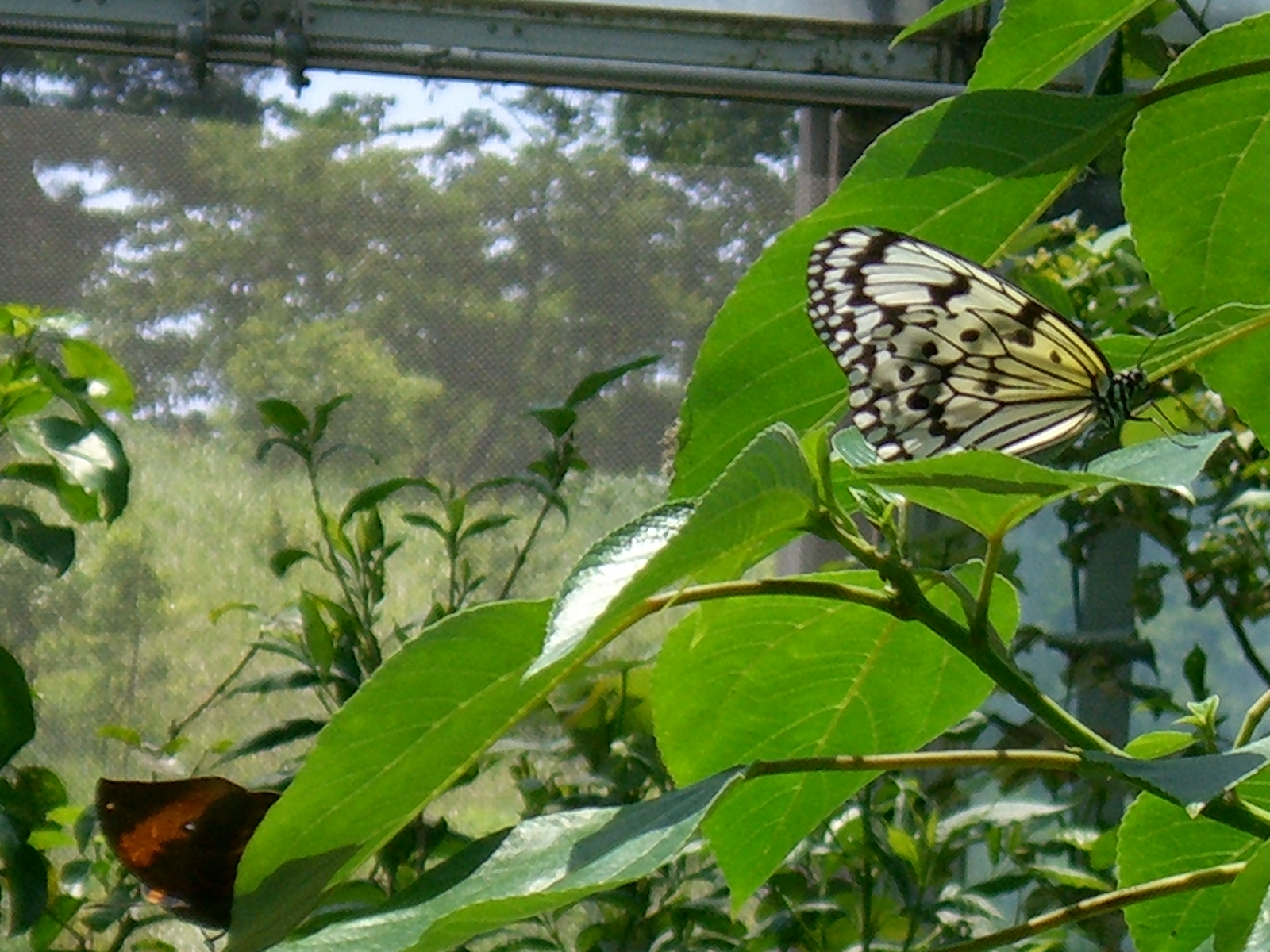 CIMG0061.JPG