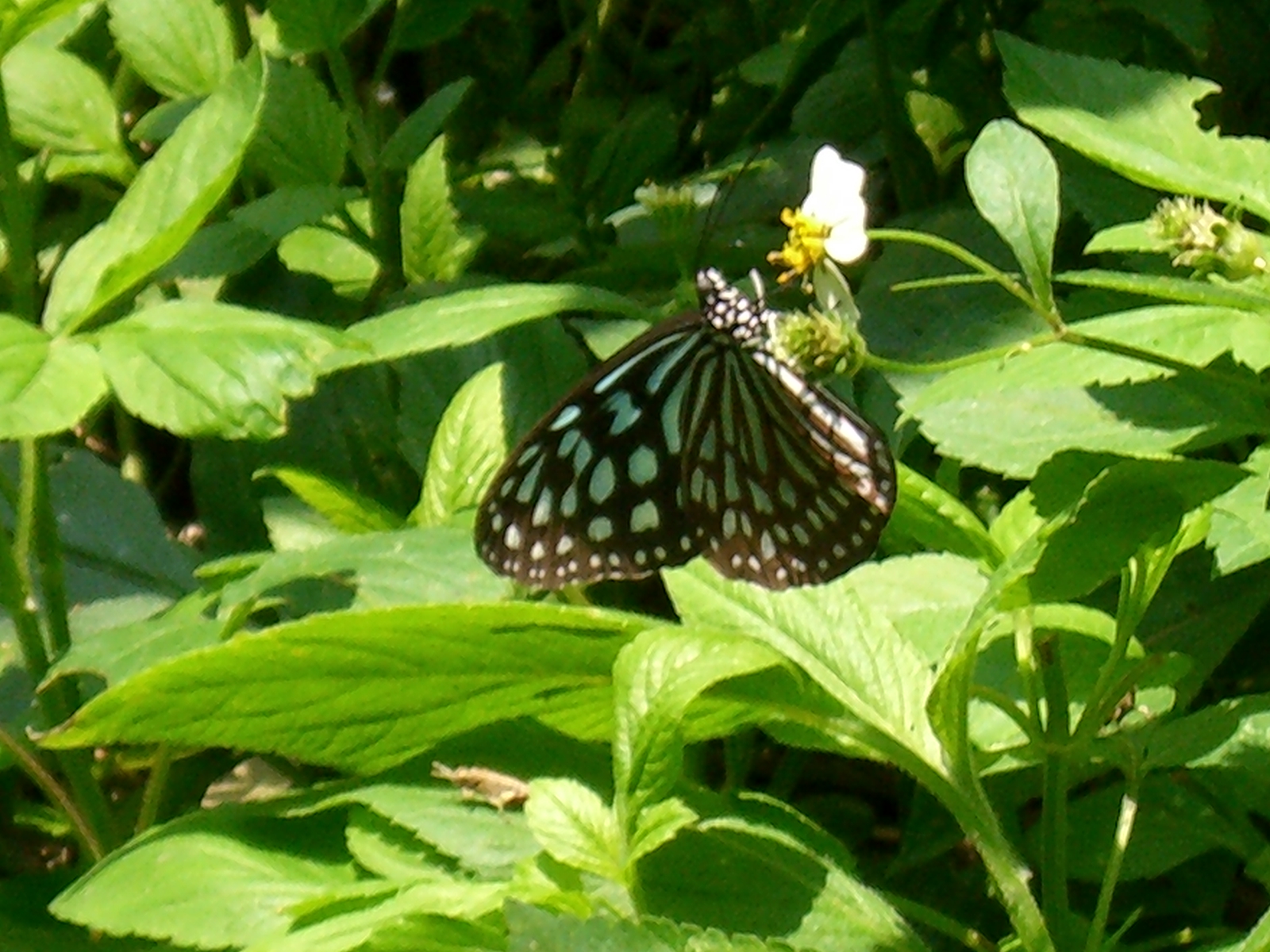 CIMG0064.JPG