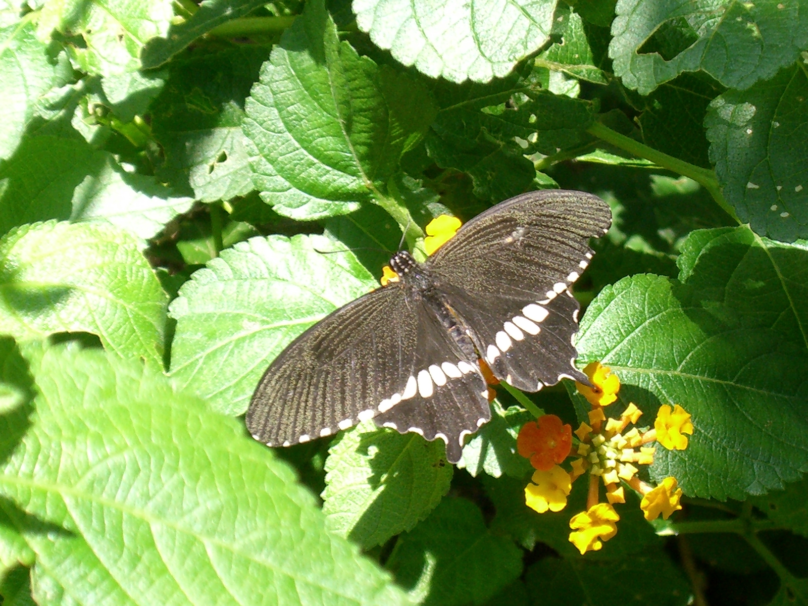CIMG0067.JPG