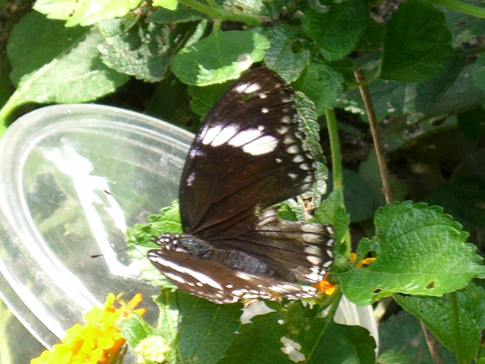 CIMG0068.JPG