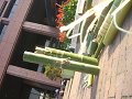 CIMG0059_thumb.png