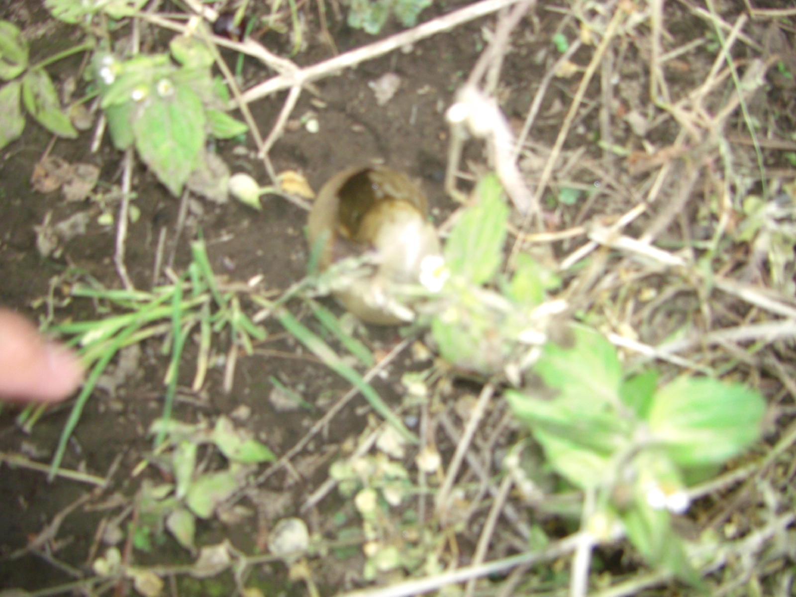 080615_112.JPG