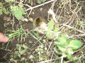 080615_112_thumb.png
