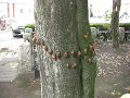 080808-1_050_thumb.png