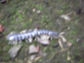 080808-3_116_thumb.png