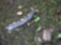 080808-3_117_thumb.png