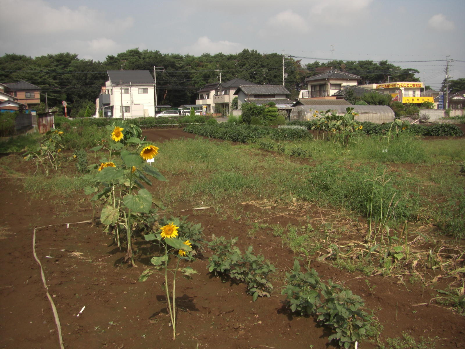 080907-001.JPG