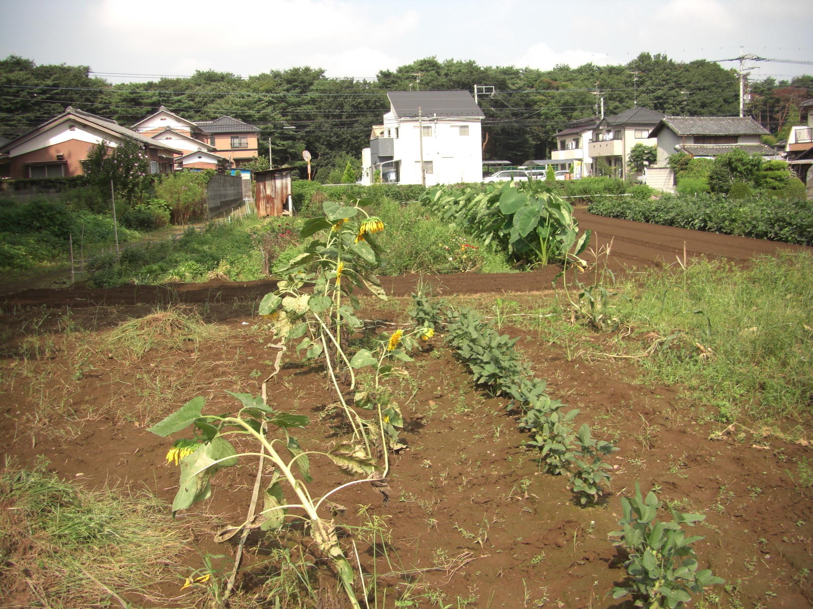 080907-002.JPG