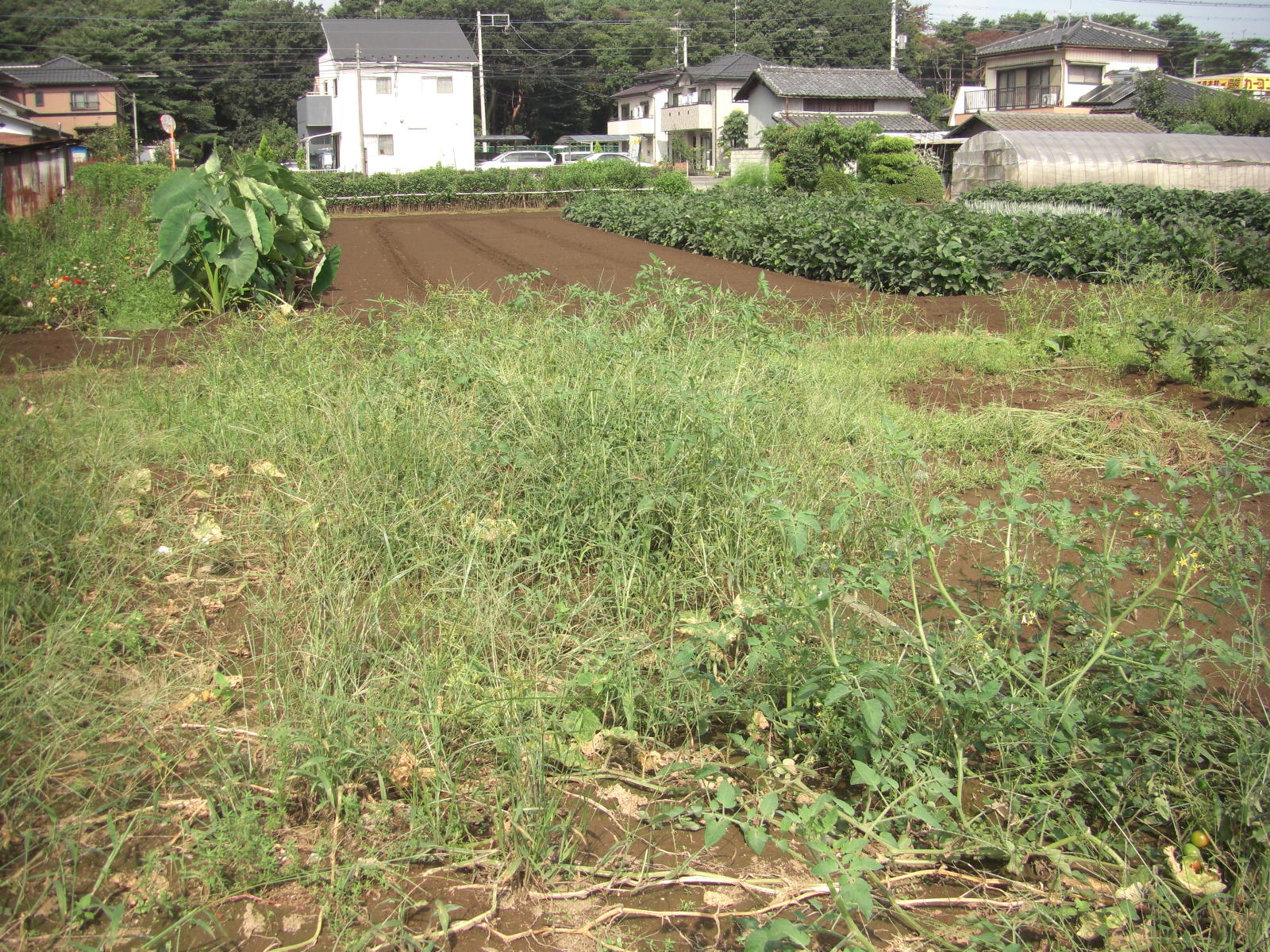 080907-003.JPG