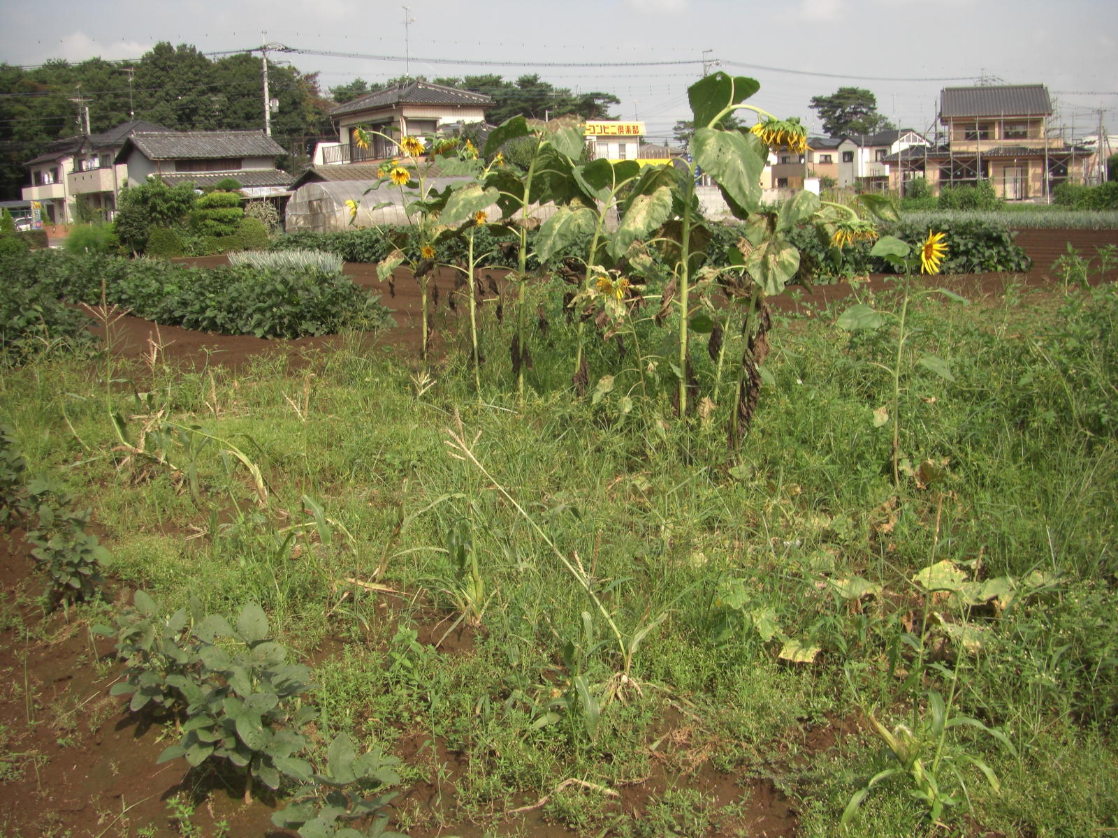080907-004.JPG